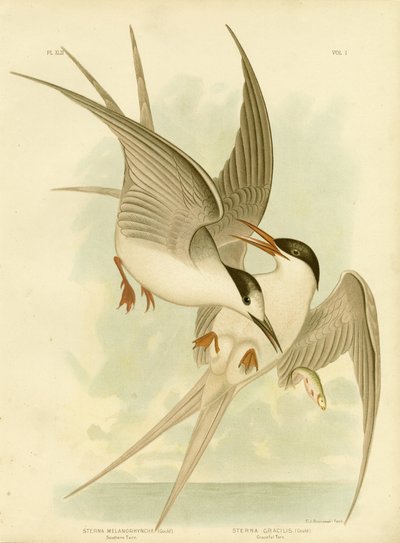 Southern Tern by Gracius Broinowski